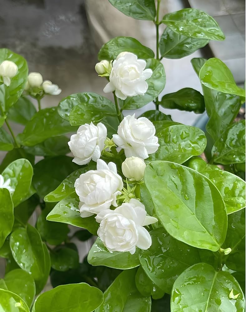 Jasmine Jasminum spp Flower Seeds for Planting in Garden and Indoor Garden