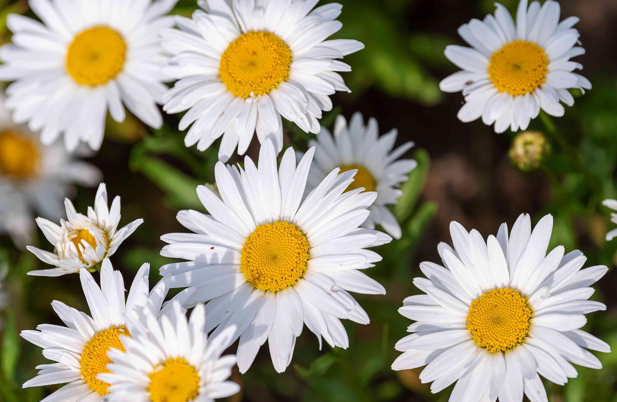 Mini Daisy Bellium minutum Seeds for Planting in Rock Gardens