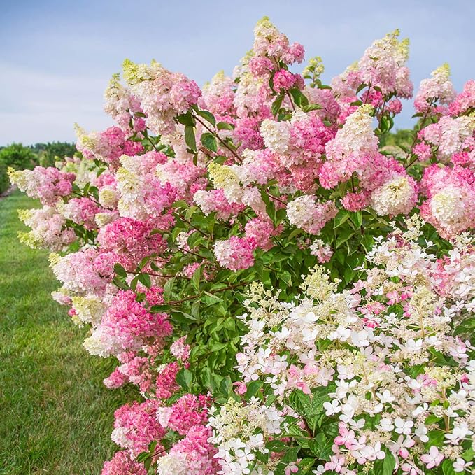 Hydrangea Hydrangea spp. Flower Seeds for Planting in Garden & Flower Bed
