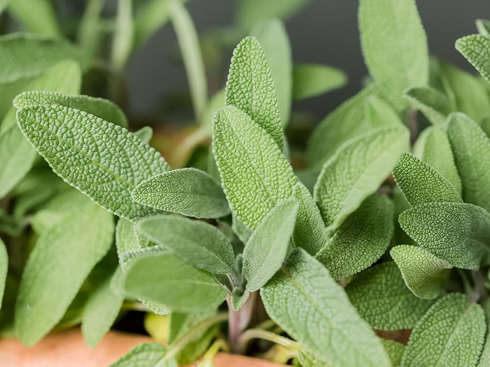 Sage Herb Seeds for Culinary and Medicinal Garden Use