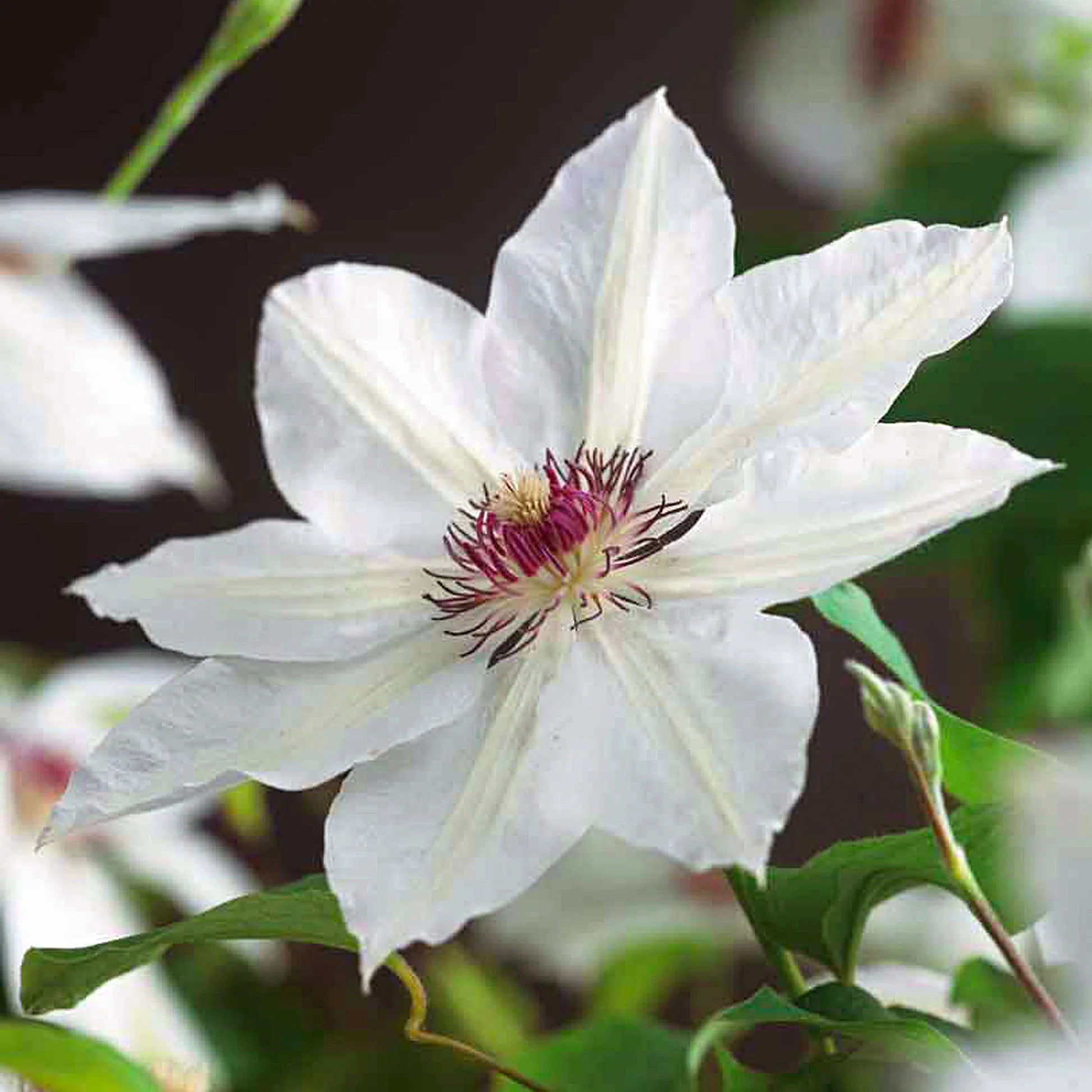 Clematis Flower seeds for Planting - Seasonal Bloomer, Heirloom & GMO Free Seeds for Home Garden