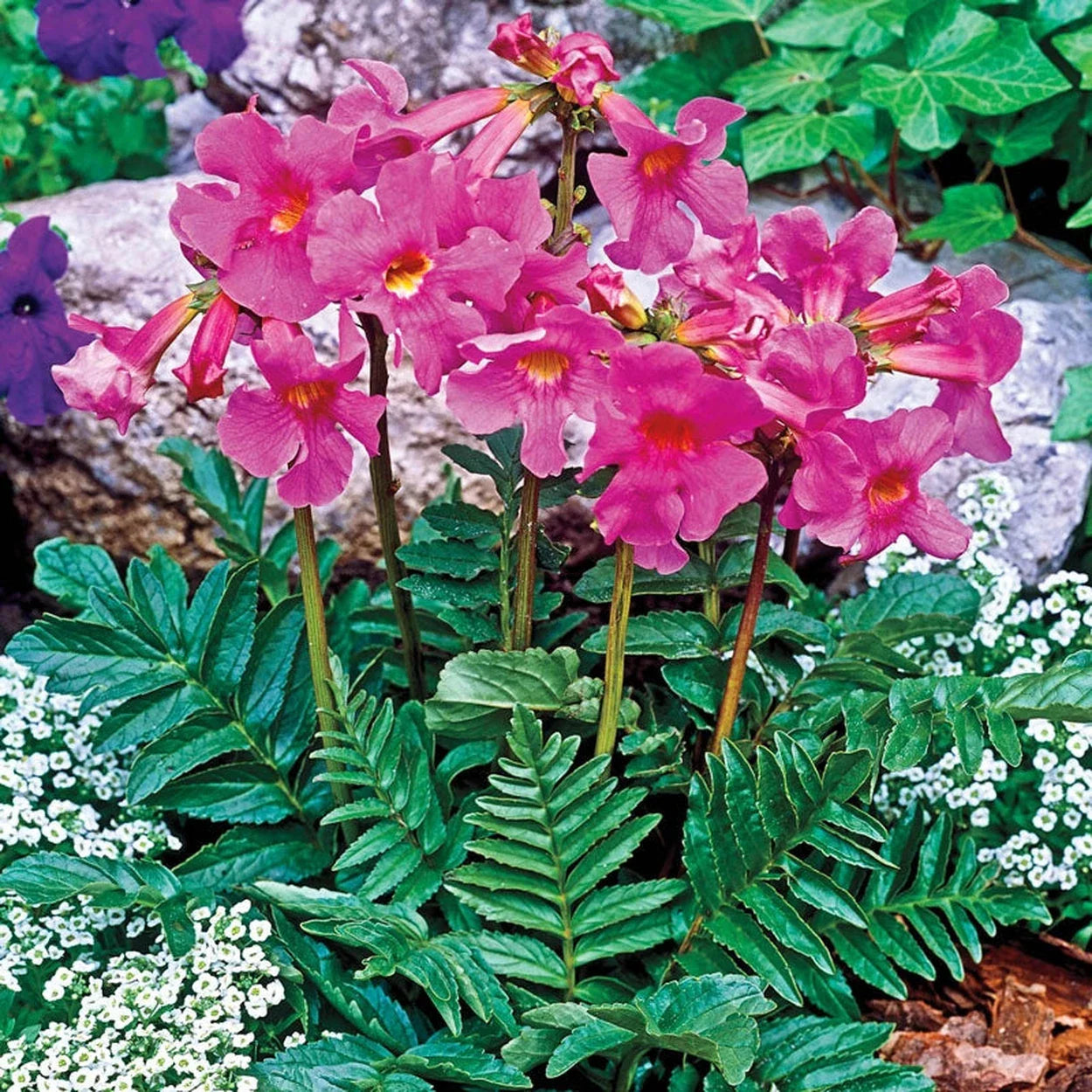 Dark Pink Fern Flower seeds for Planting - Compact Growth, Heirloom & GMO Free Seeds for Home Garden