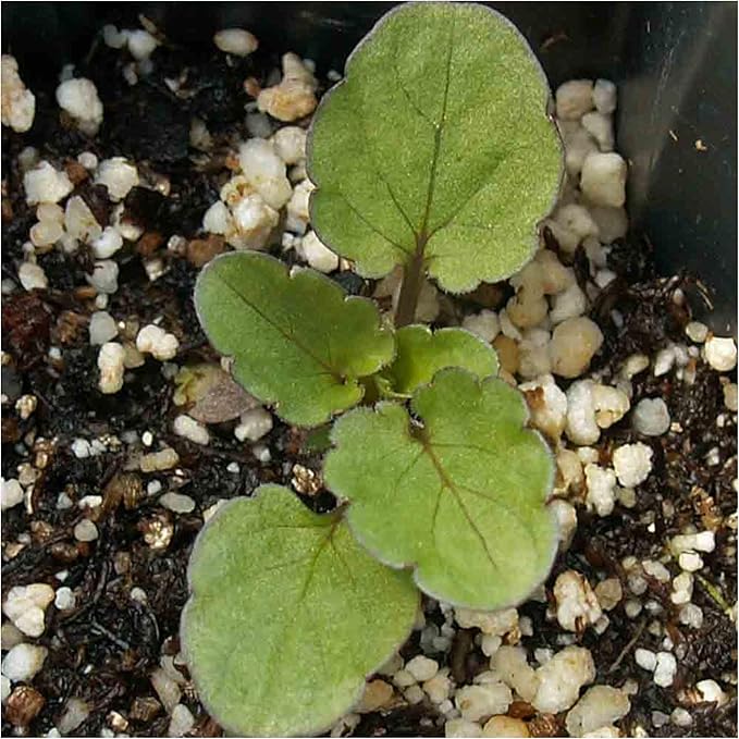 Viola Flower Viola spp. Seeds for Planting in Flower Bed & Garden