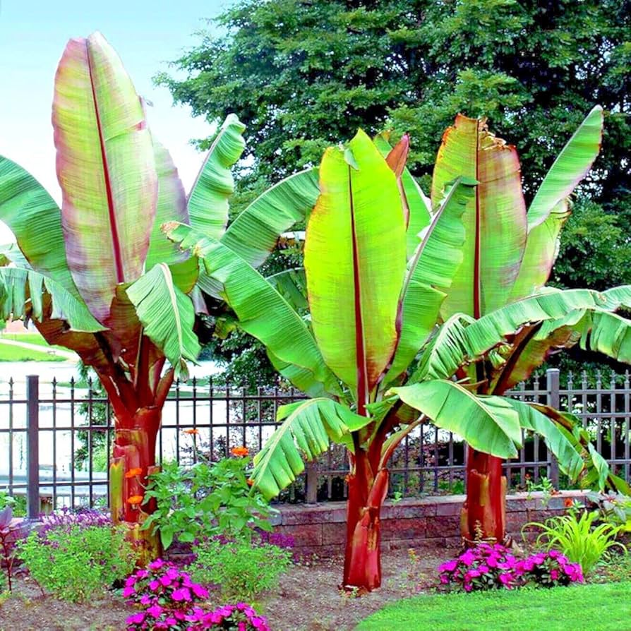 Musa Balbisiana Seeds for Planting Musa balbisiana for tropical gardens and ornamental landscapes