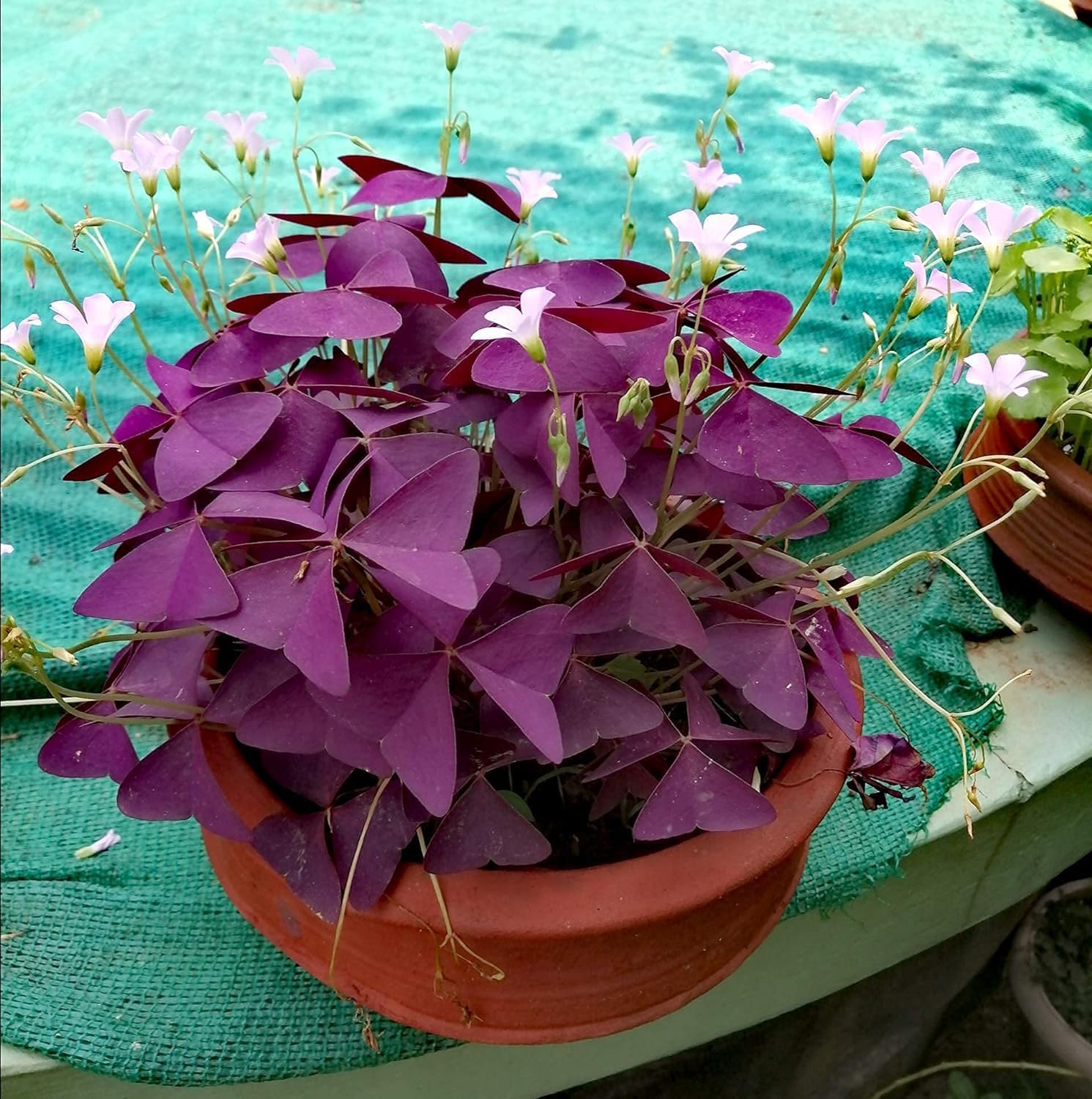 Oxalis Oxalis spp. Seeds for Planting in Indoor Garden