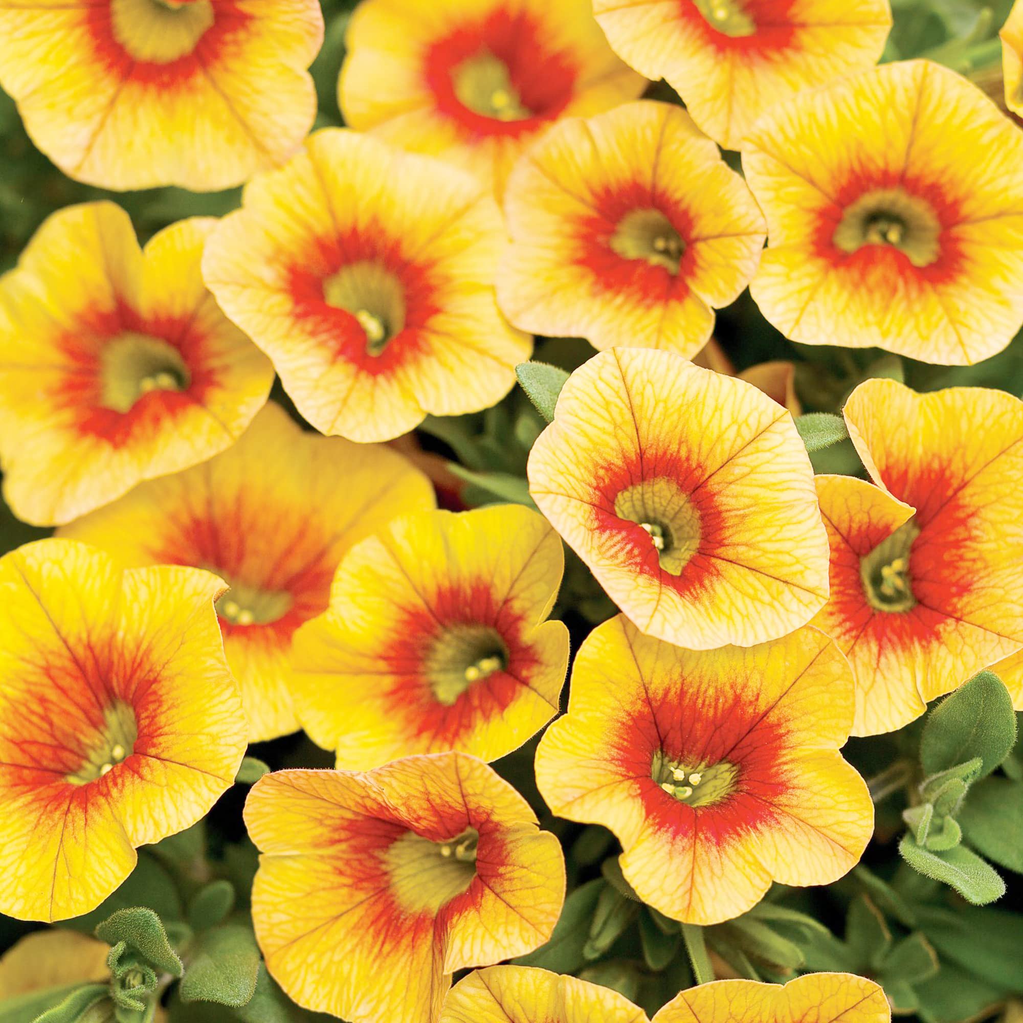 Apricot Punch Calibrachoa Organic Petunia Seeds for Planting in Balcony and Hanging Baskets