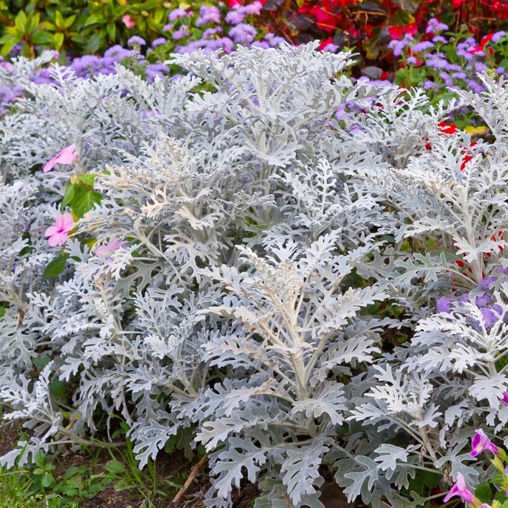 Dusty Miller Jacobaea maritima Seeds for Planting border garden flower bed
