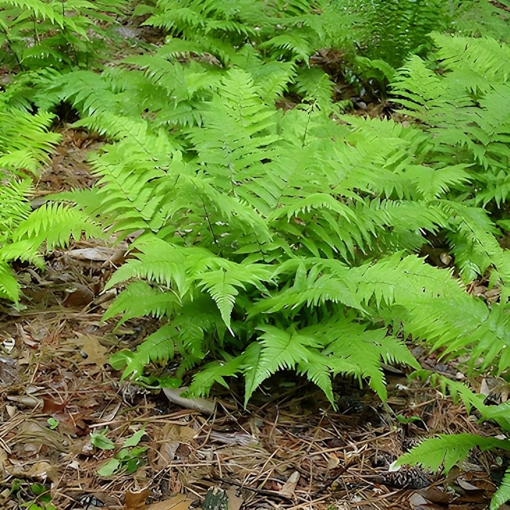 Green Fern for Planting heirloom & NonGMO Seeds Hardy Variety Heirloom & GMO Free Seeds for Home Garden
Sale