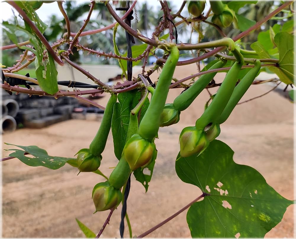 Clove Seeds Syzygium aromaticum for Planting in Herb Garden & Vegetable Patch - Evergrowseeds