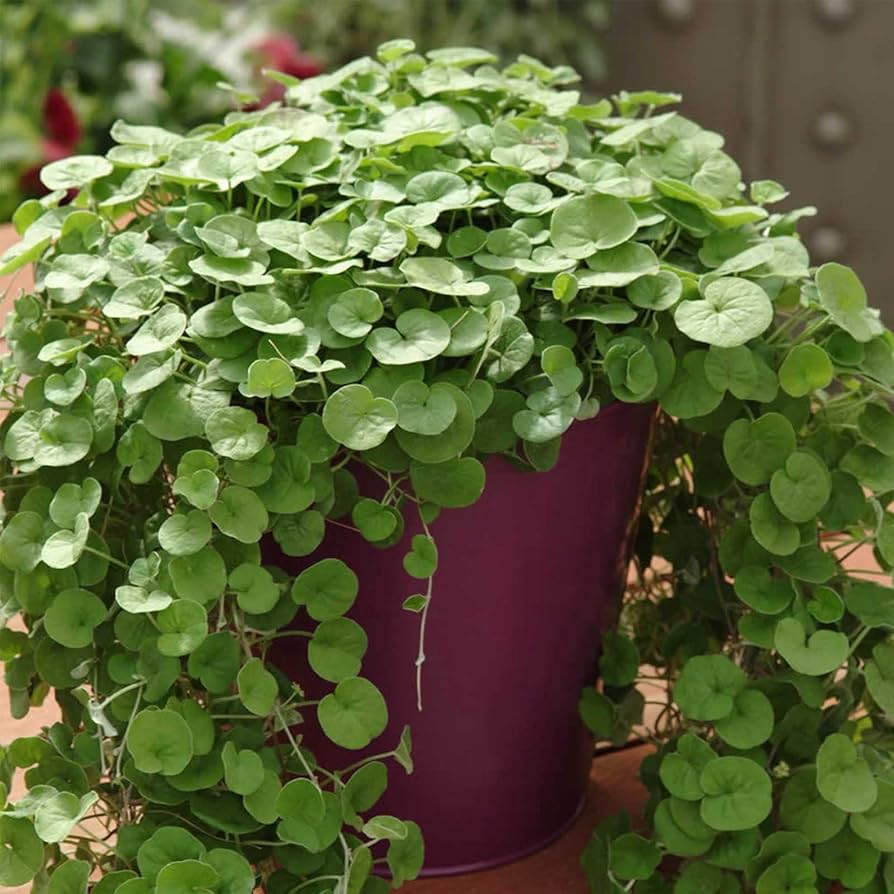 Emerald Falls Dichondra House Flower seeds blooming in flower beds, containers, borders, and pollinator-friendly gardens