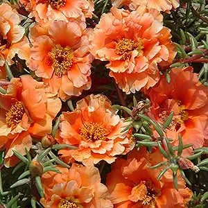 Stoppuhr Orange Portulaca Moss Rose Seed for Plantings for Planting for Bright Orange Blooms Heirloom Non-GMO Seeds