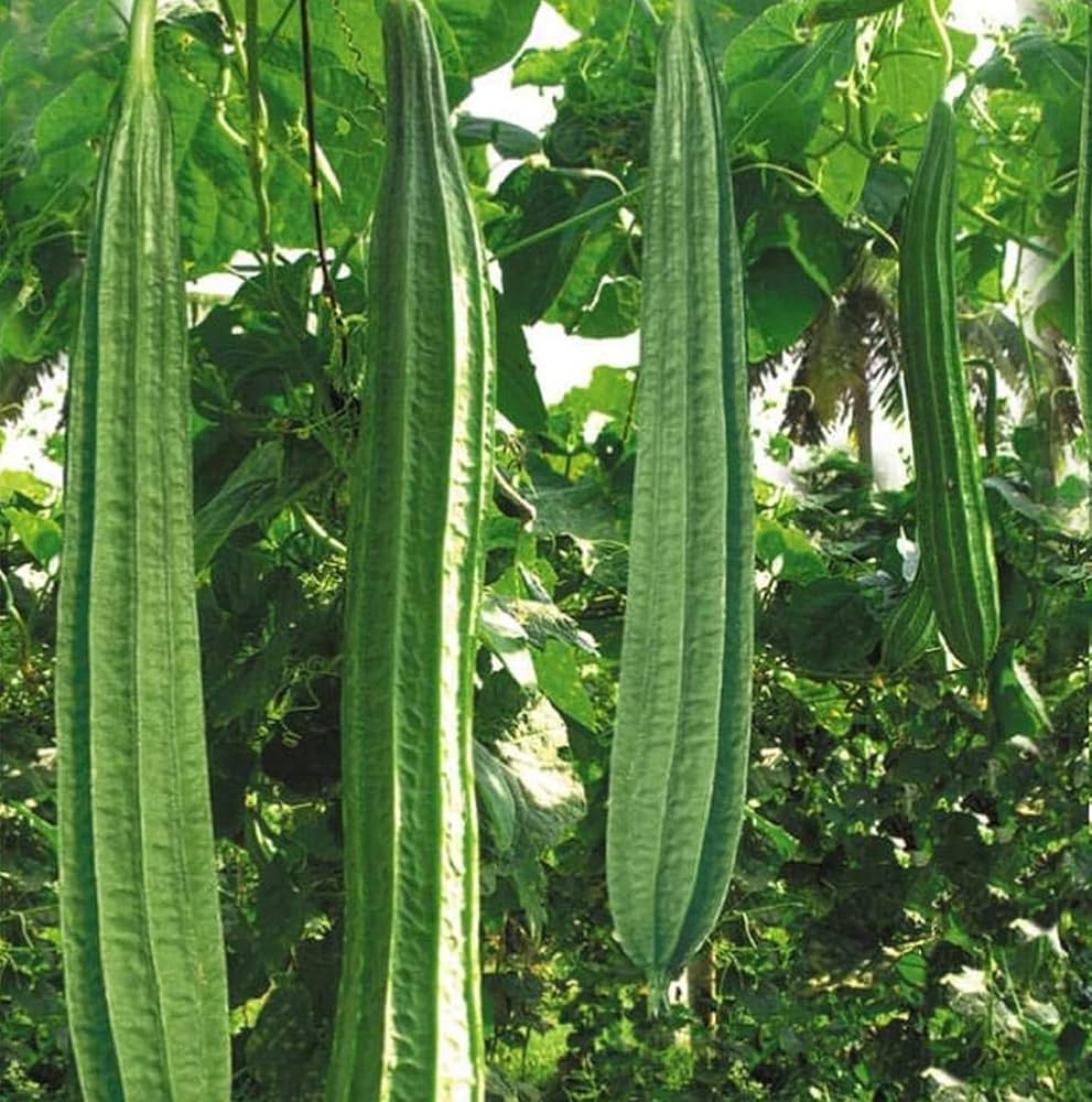 Acutangula Seeds for Planting - Grow Fresh Vegetables