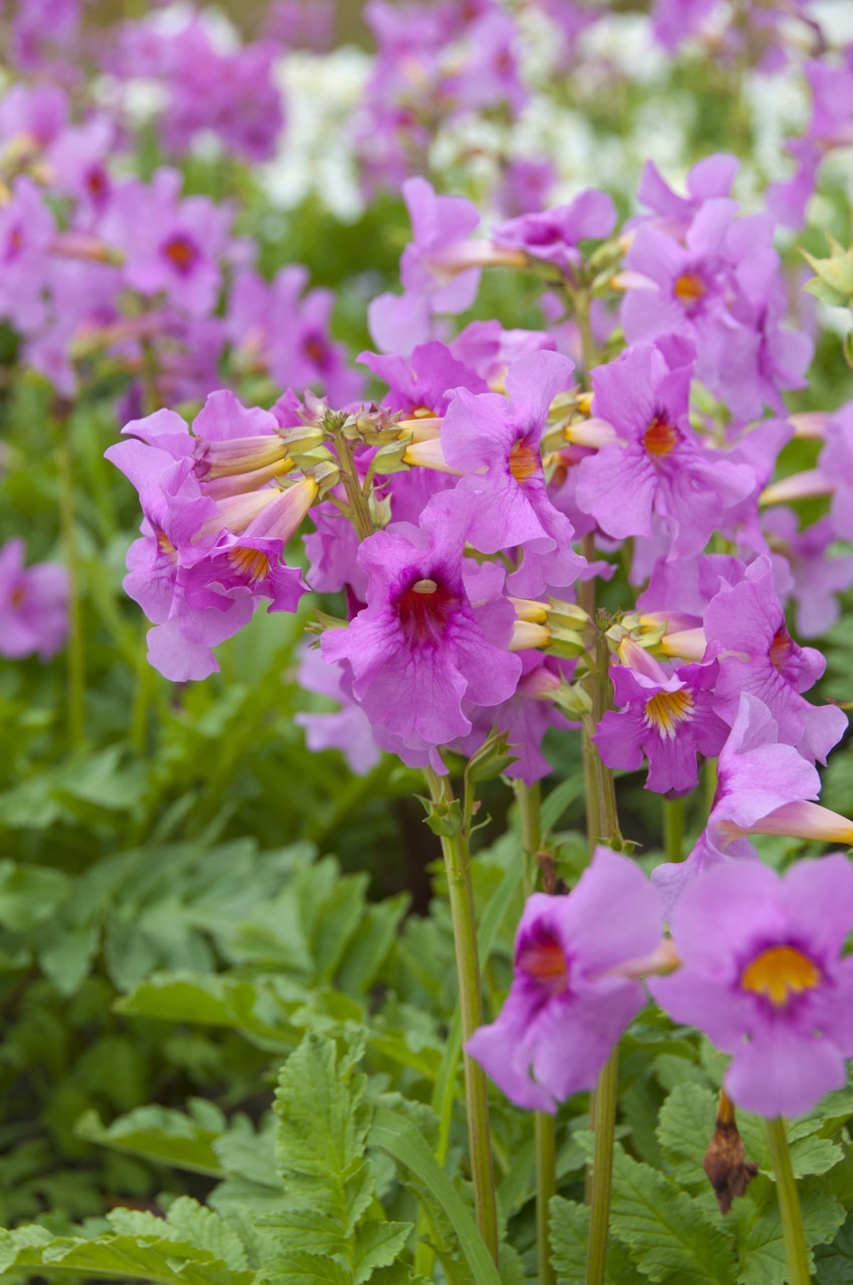 Incarvillea Delavayi Flower seeds blooming in flower beds, containers, borders, and pollinator-friendly gardens