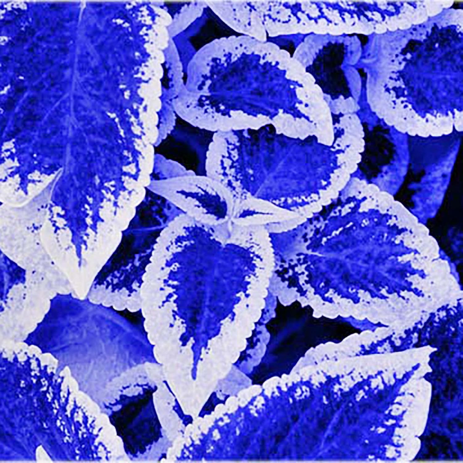 Blue-White Coleus Seeds Annual & Maintenance Heat Tolerant Attracts Birds Hummingbirds Beds