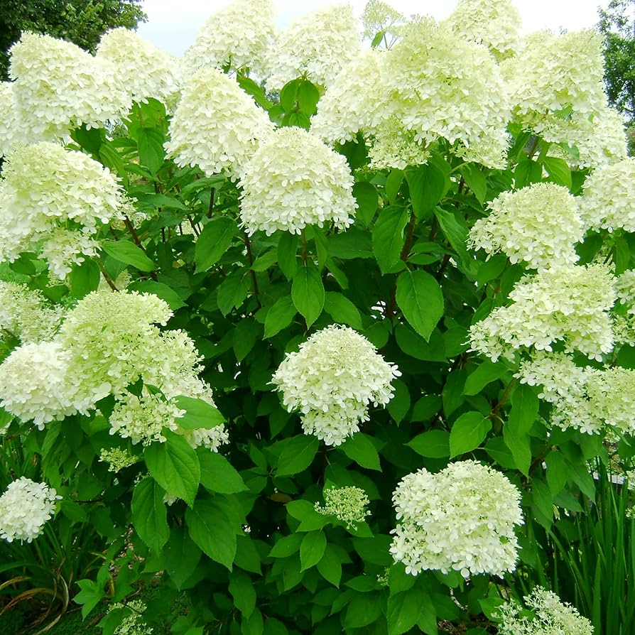 Hydrangea Paniculata Seeds for Planting Hydrangea paniculata for ornamental gardens and flower beds