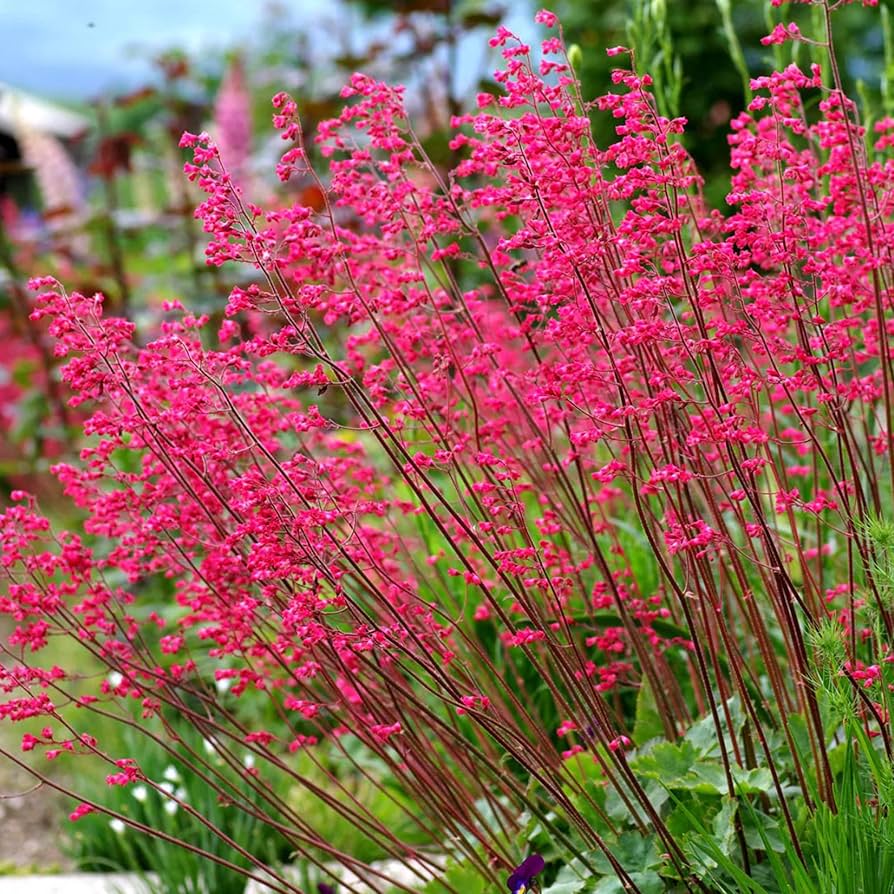Heuchera Coral Bells Seeds for Planting in Shaded Garden