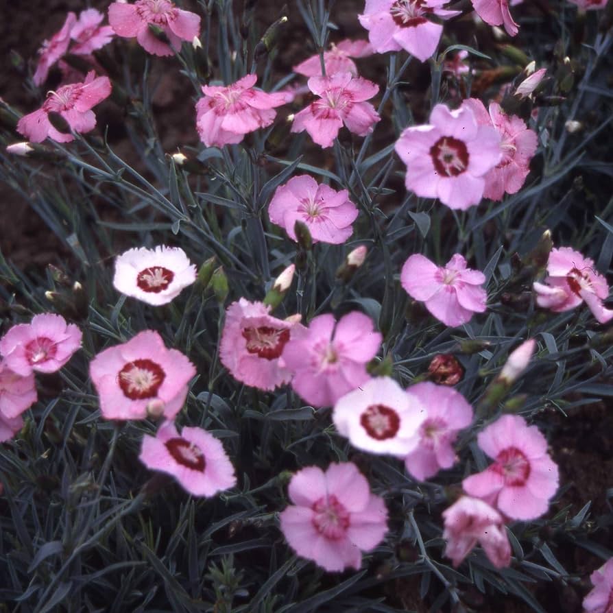 Dianthus Allwoodi Alpinus Seeds – Hardy Perennial with Elegant Flowers