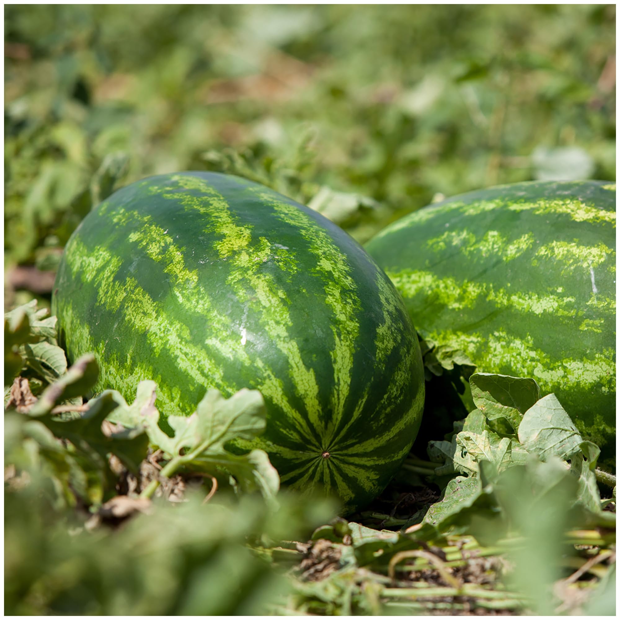 Carolina Cross Watermelon Seeds for Planting Citrullus lanatus for large plots and vegetable gardens