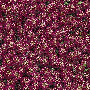 Alyssum Easter Bonnet Violet Seeds for Fragrant Violet Flowers