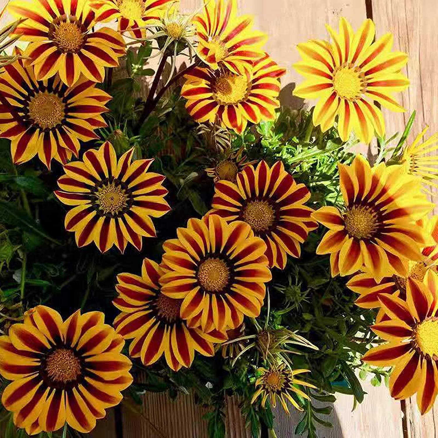 Orange Peacock Gazania Gazania rigens Seeds for Planting home garden flower bed