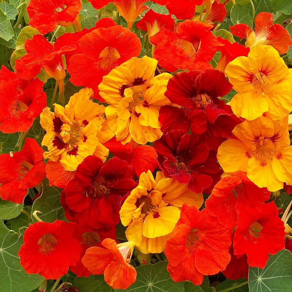 Light Peach Nasturtium Flower Seed for Plantings for Planting for Garden Fragrant Blossoms Heirloom & GMO Free Seed for