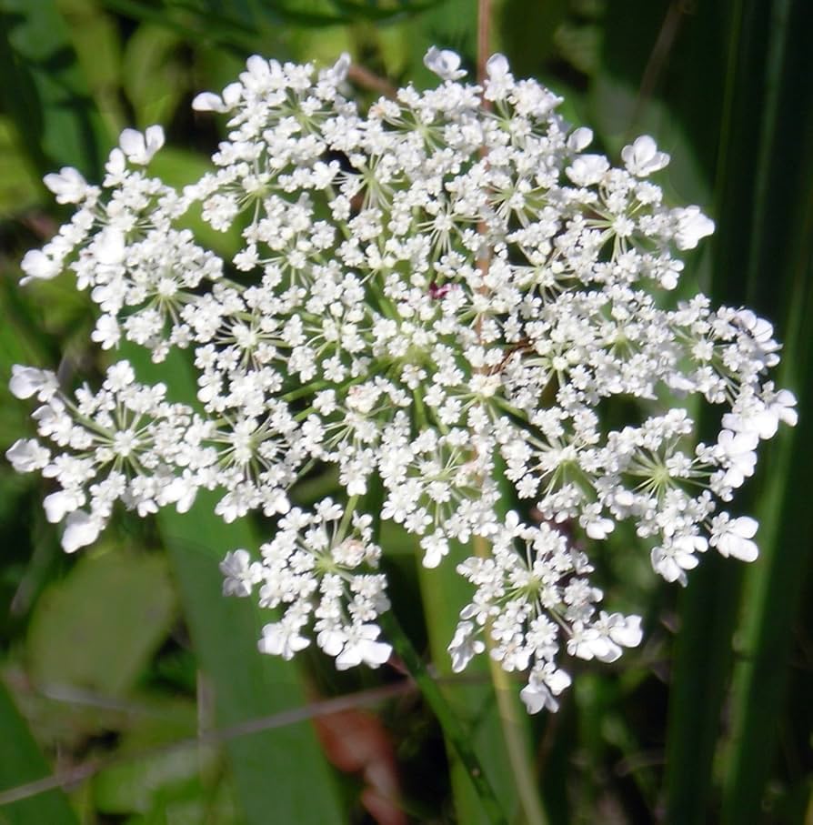 Queen Anne's Lace Daucus carota Flower Seeds for Planting in Flower Bed and Garden