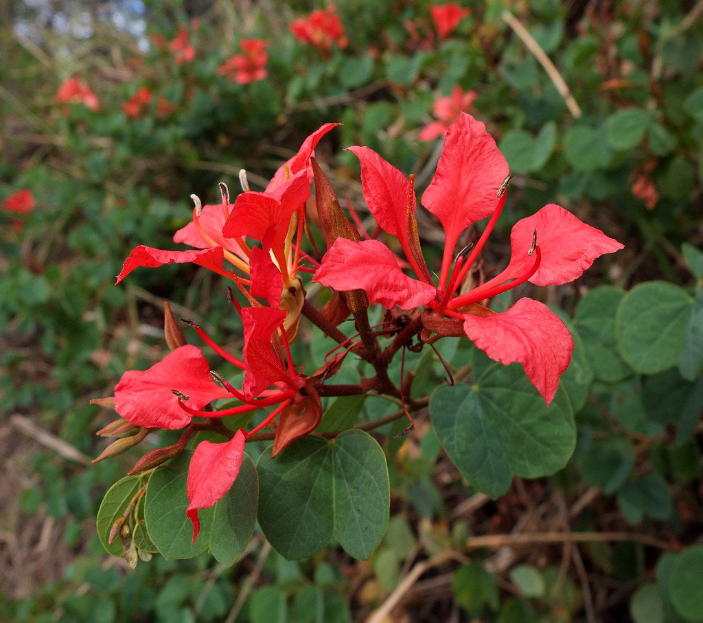 Red Bauhinia Flower seeds for Planting Drought Tolerant Heirloom & GMO Free Seeds for Home Garden