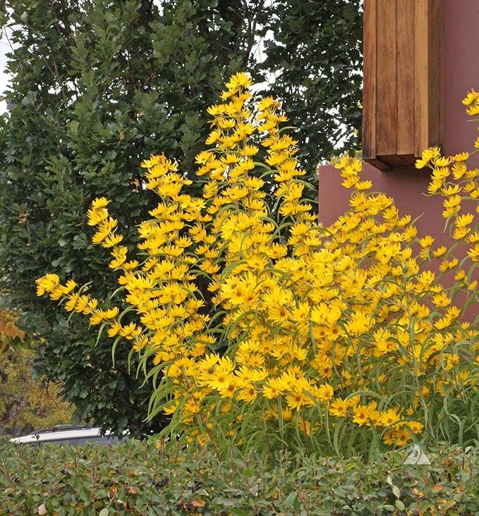 Helianthus Maximiliani Perennial Sunflower Seeds
