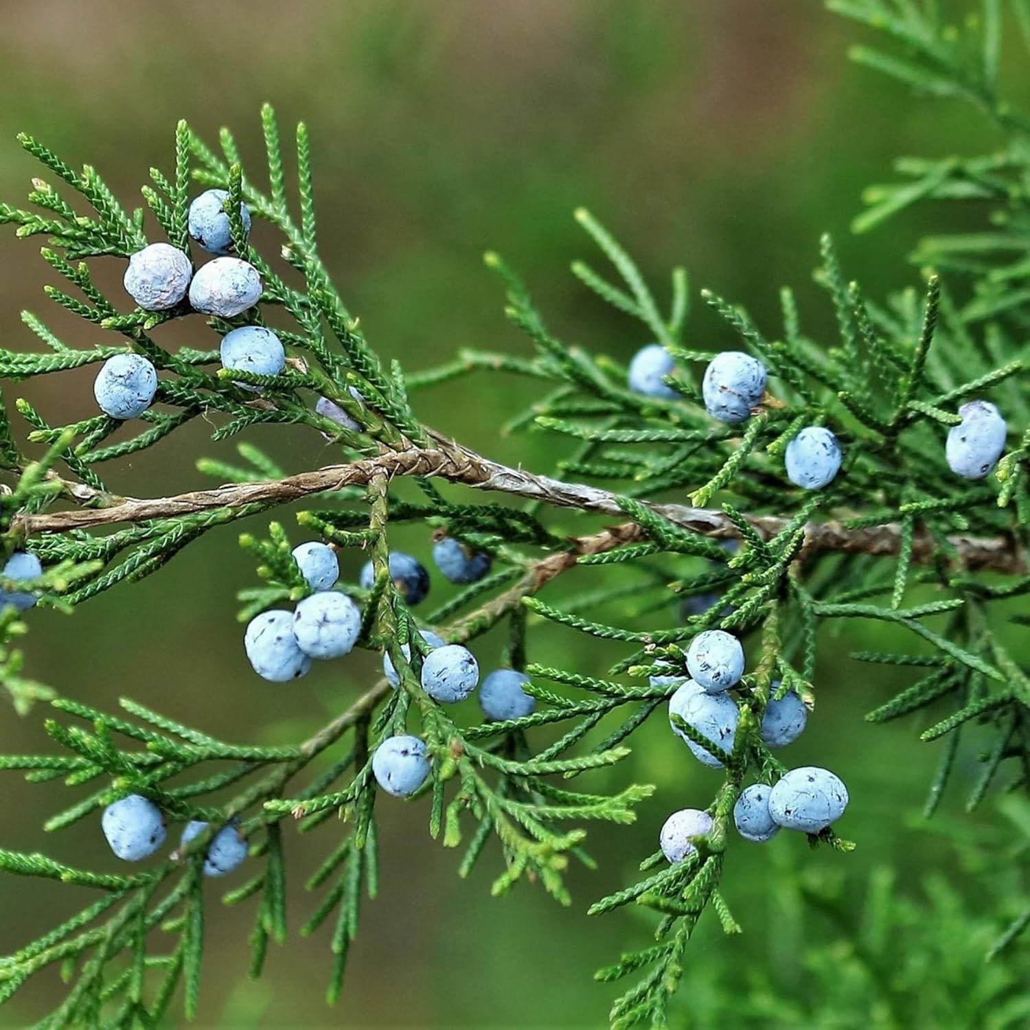 Common Junipers Seeds Juniperus Communis Tree Shrub Fruit For Planting Screening Plant Evergreen
