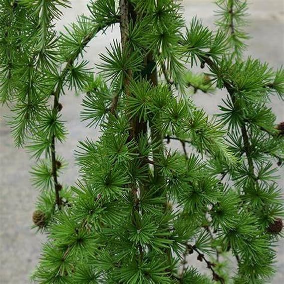 Weeping Larch Tree Seeds For Planting: Embrace The Elegance Of Unique Deciduous Trees In Your Garden