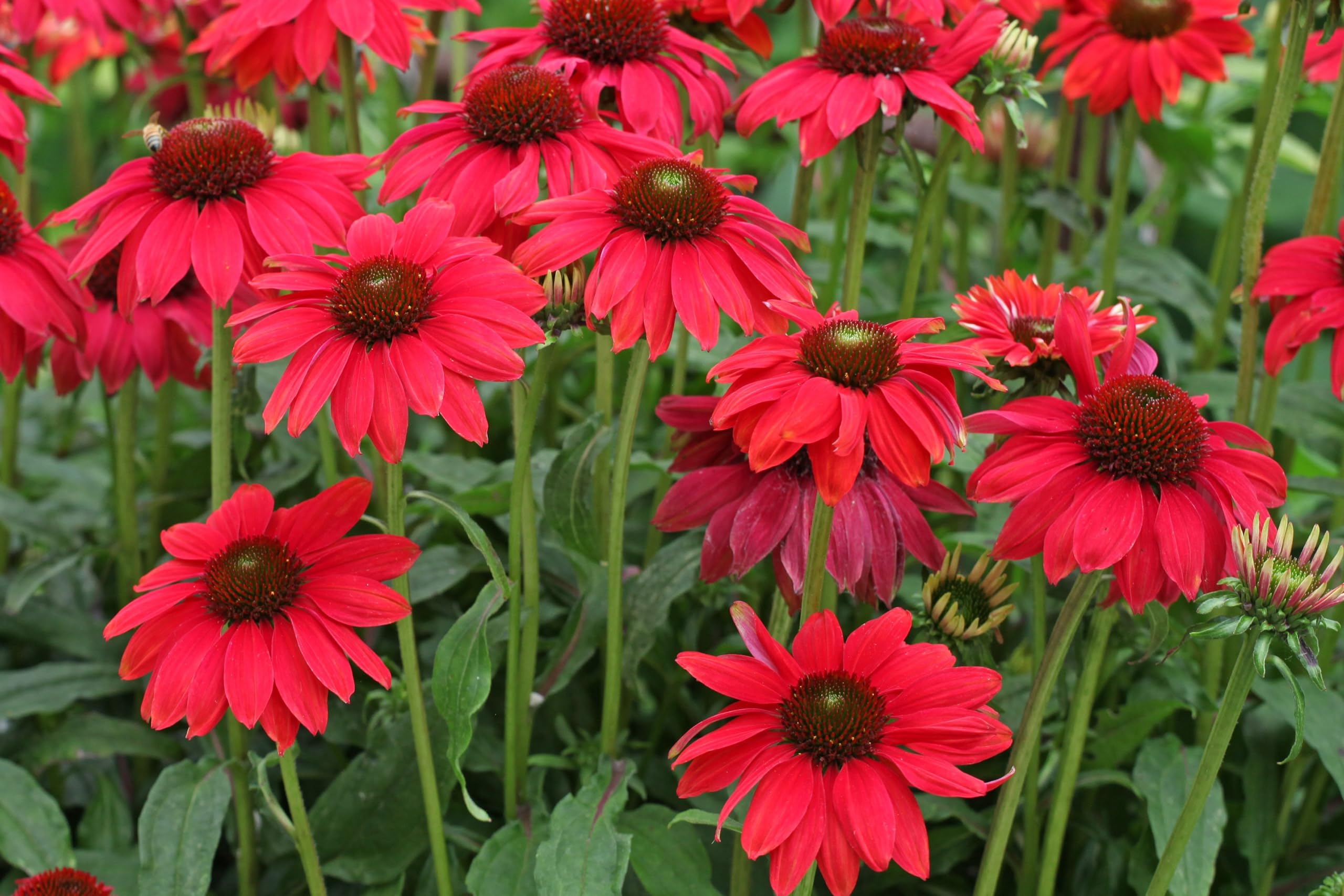 Echinacea Seeds for Planting Echinacea Purpurea flower bed pollinator garden