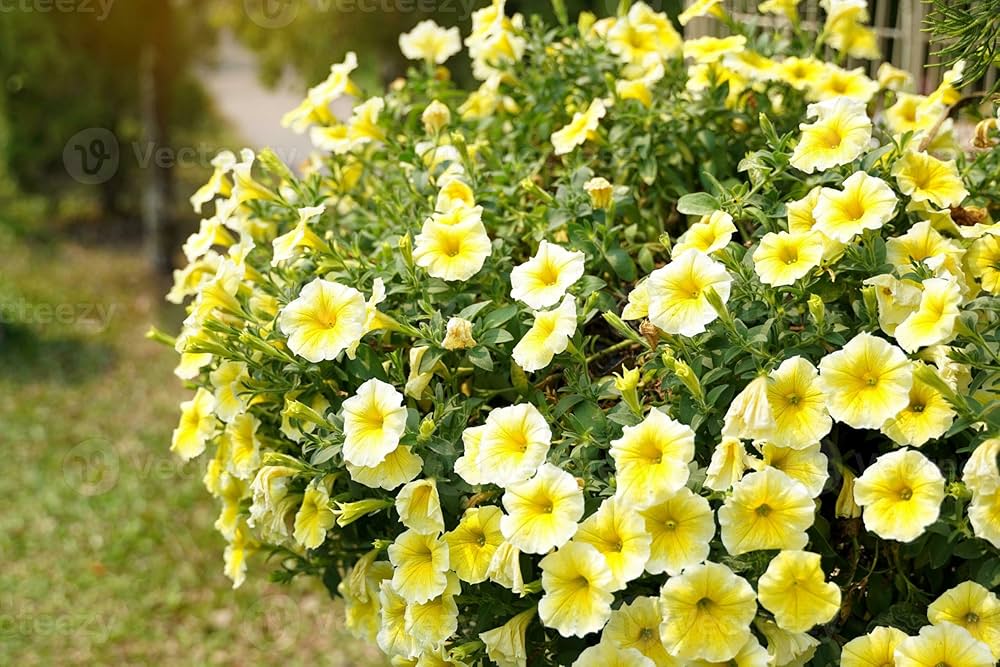 Yellow & White Heirloom Petunia Flower seeds for Planting - Bright Blooms, Heirloom & GMO Free Seeds for Home Garden