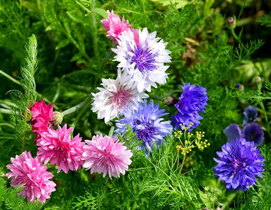Centaurea Cyanus Romantic Seeds for Planting flower bed garden