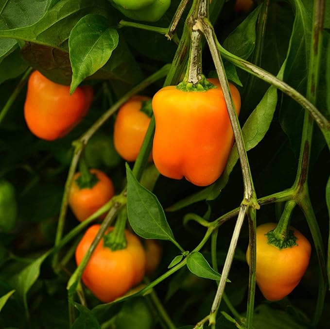 Orange Sweet Pepper Seeds for Sweet, Tangy Peppers