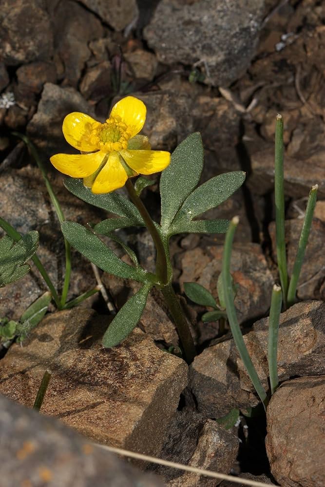 Early Buttercup Native Wildflower Seeds for Pollinator-Friendly Gardens