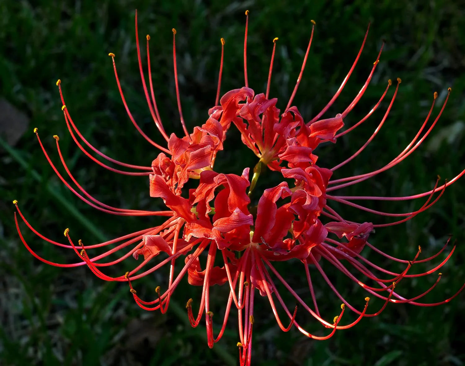 Japanese Radiata Lycoris Flower Seeds
