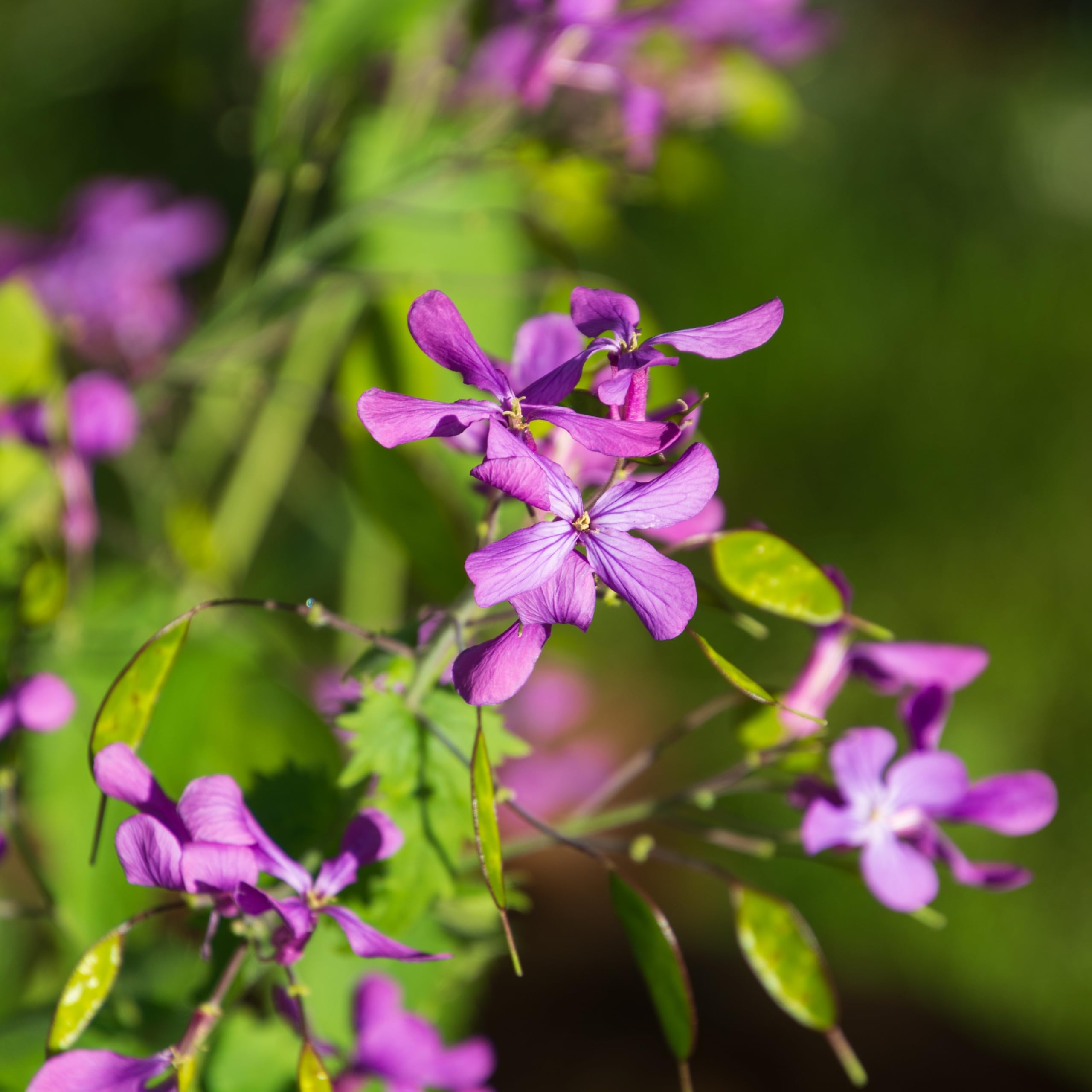 Lunaria Flower seeds for Planting - Sun Loving, Heirloom & GMO Free Seeds for Home Garden