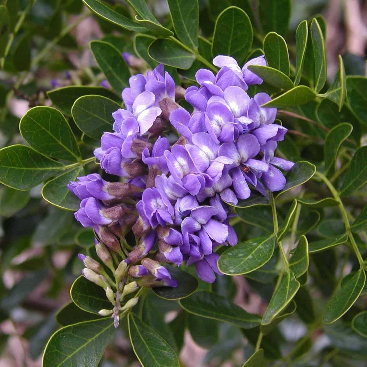 Texas Mountain Laurel Seeds Sophora Secundiflora Evergreen Tree Fragrant Purple Flowers Drought