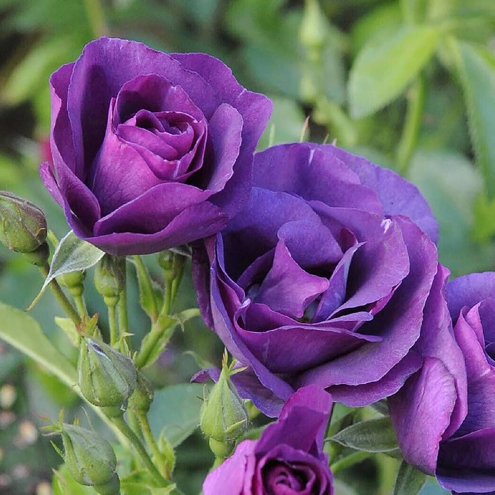 Rose Seeds Rosa for Planting in Flower Bed & Garden