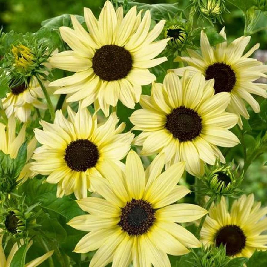 Vanilla Ice Sunflower Long-Lasting Annual Flower Seeds for Beautiful Yellow Blooms