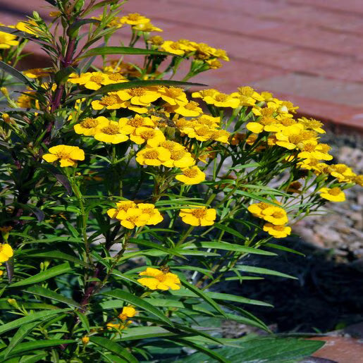 Tagetes Lucida Flower seeds for Planting - Cut Flower Favorite, Heirloom & GMO Free Seeds for Home Garden