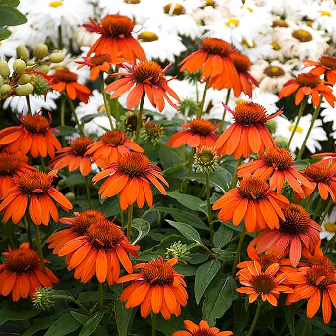 Orange Coneflower Echinacea purpurea Seeds for Planting in Flower Bed & Garden