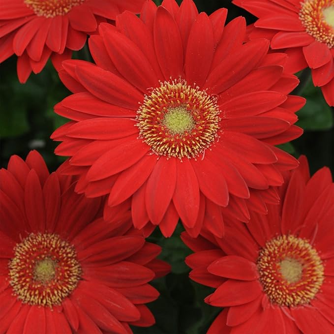 Gerbera Daisy Gerbera jamesonii Seeds for Planting in Flower Bed & Garden