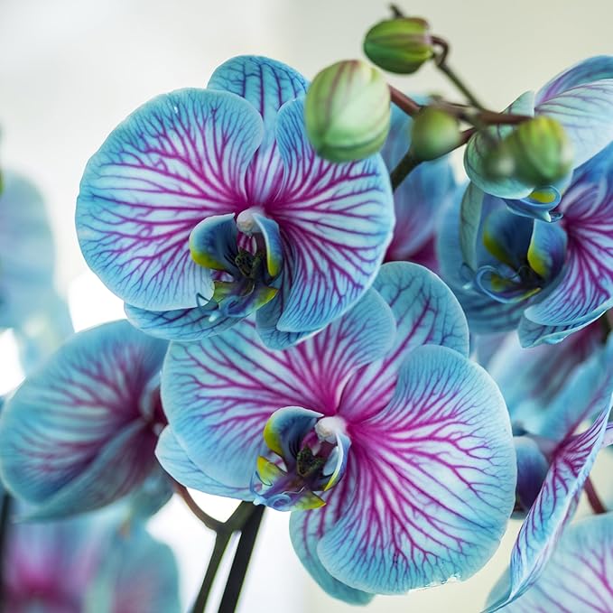 Phalaenopsis Orchid Seeds for Elegant, Vibrant Orchids