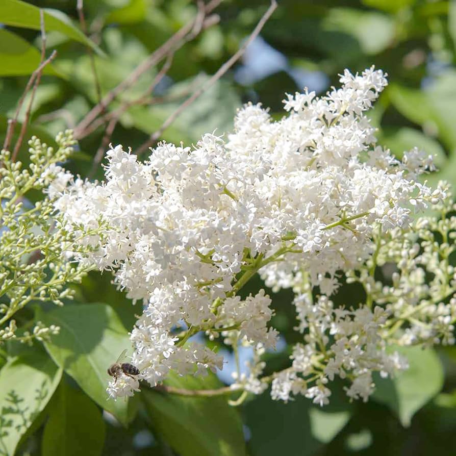 Japanese Lilac Seeds Syringa reticulata for Planting in Scent Garden and Flower Path