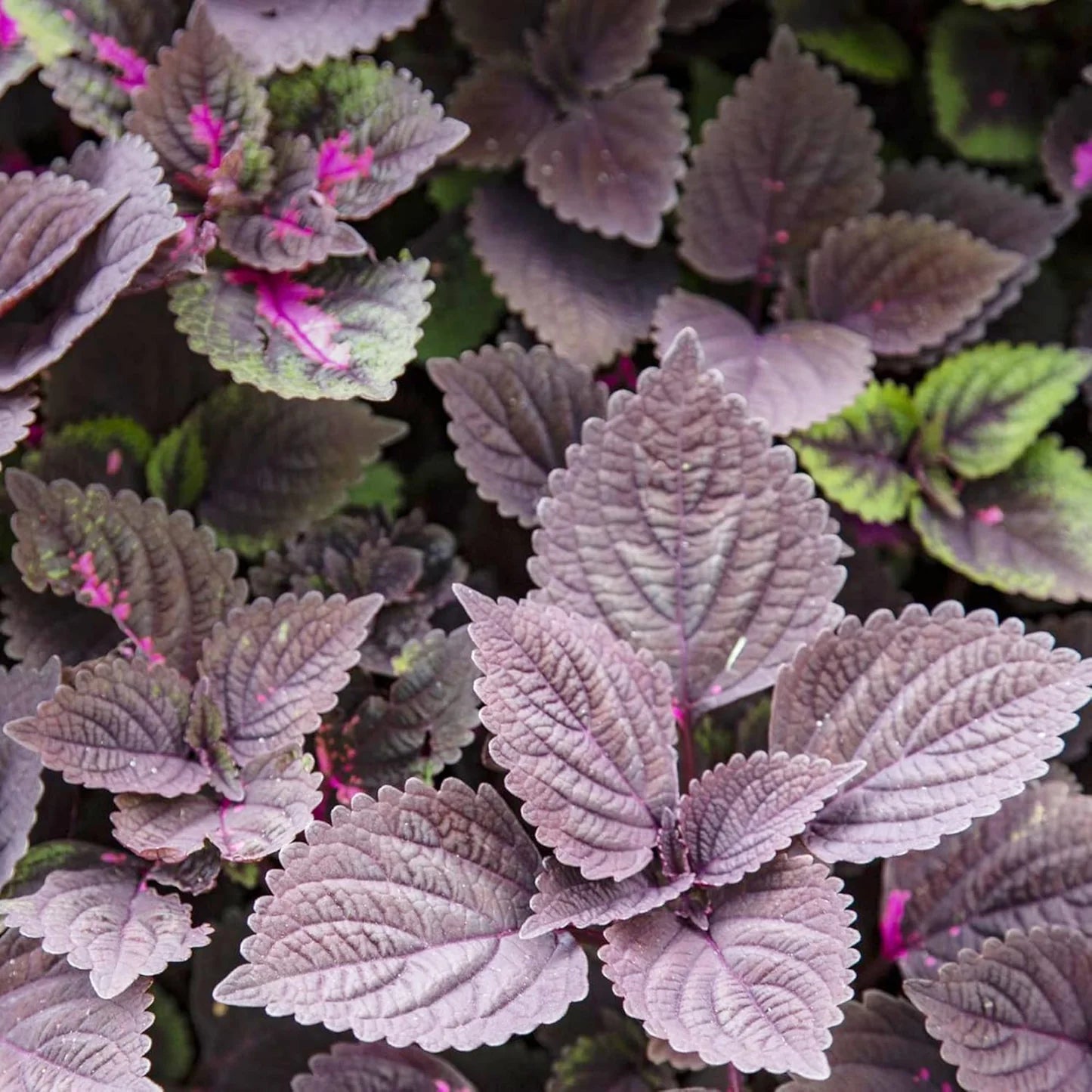 Deep Purple Coleus Flower seeds for Planting - Bright Blooms, Heirloom & GMO Free Seeds for Home Garden
