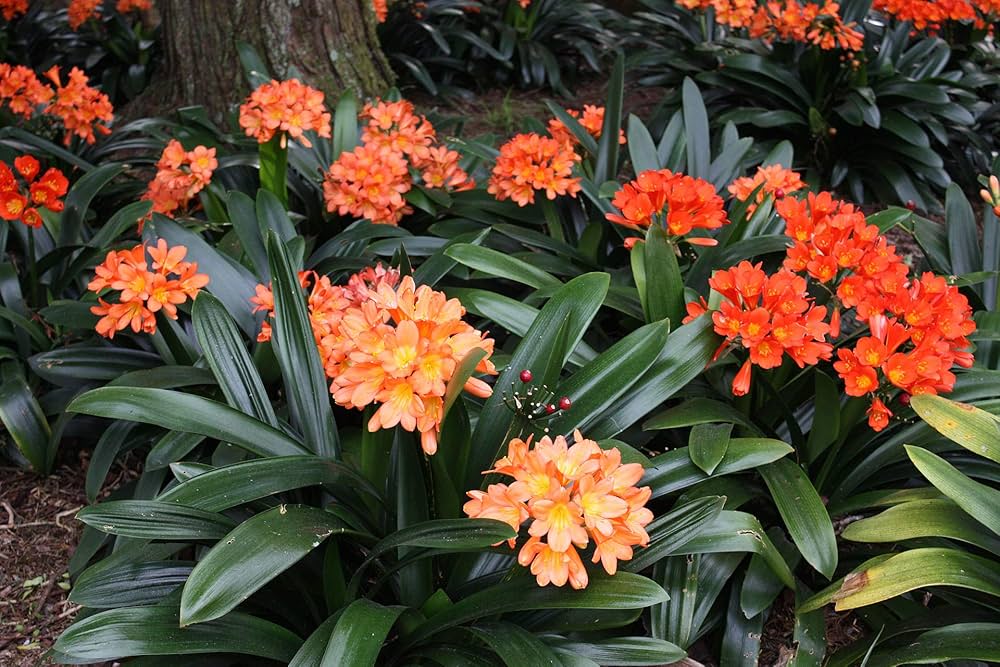 Clivia Flower orange Seeds for Planting Grow Stunning Clivia Plants in Your Garden