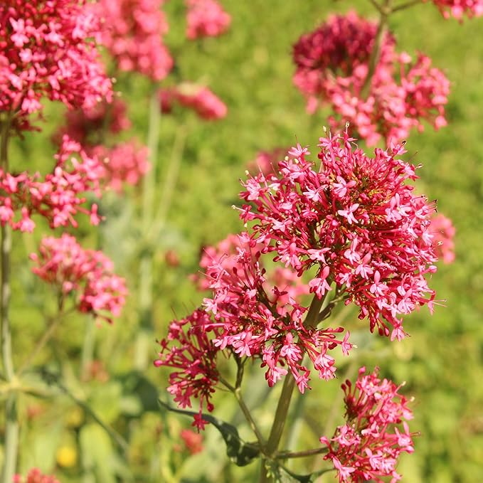 Jupiter’s Beard Centranthus ruber Flower Seeds for Planting in Flower Bed & Garden