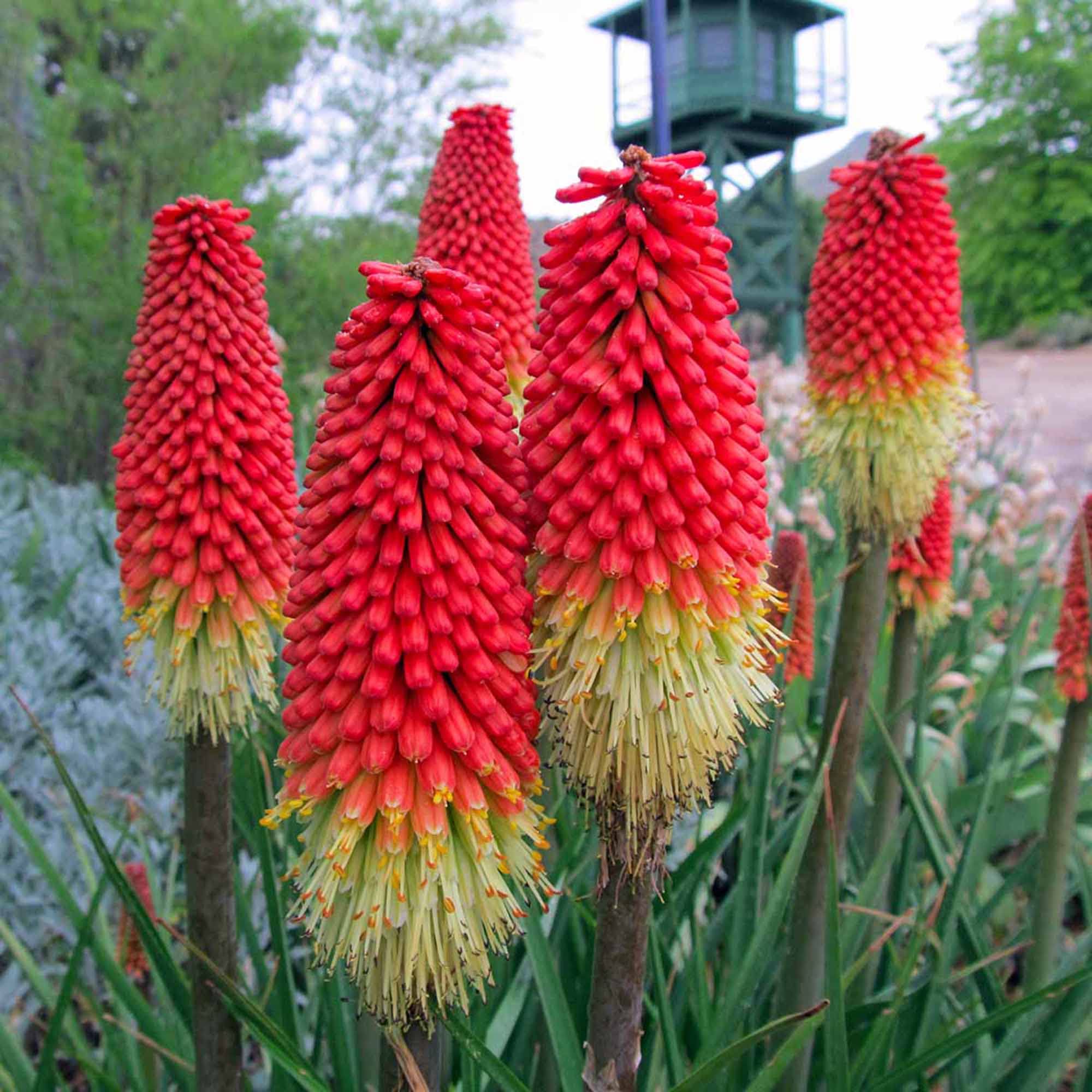 Kniphofia Lily Kniphofia uvaria Seeds for Planting in Flower Bed