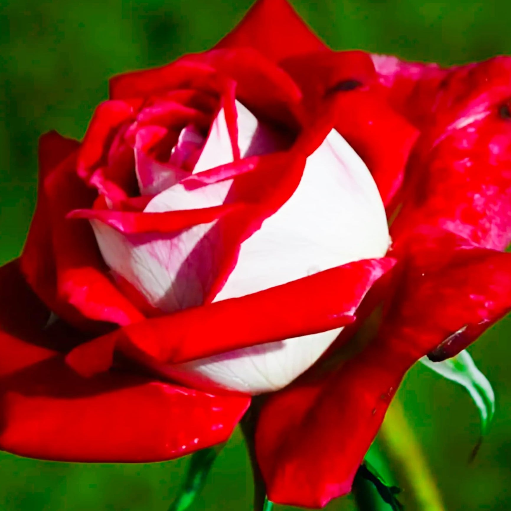 Love in Rose Bush Seeds - Rare - Red White Rose Seeds - Evergrowseeds